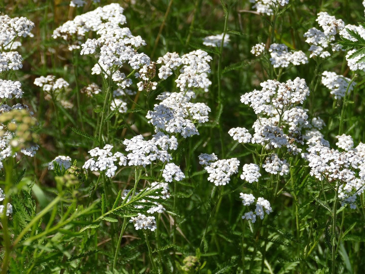 Plante médicinale et thérapeutique essentielle feuille et fleur d'Achillée Millefeuille