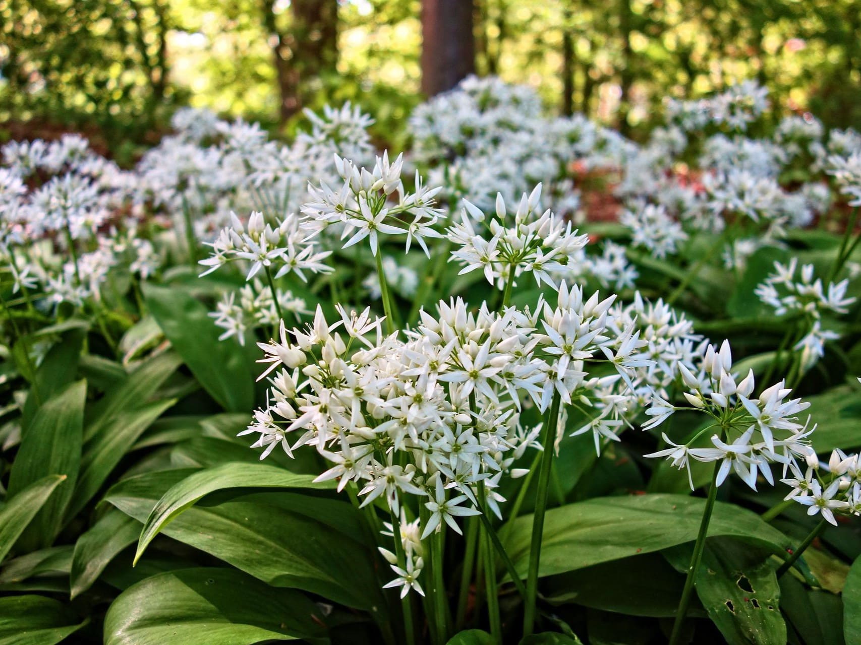 Plante médicinale et thérapeutique essentielle feuille et fleur d'Ail des ours