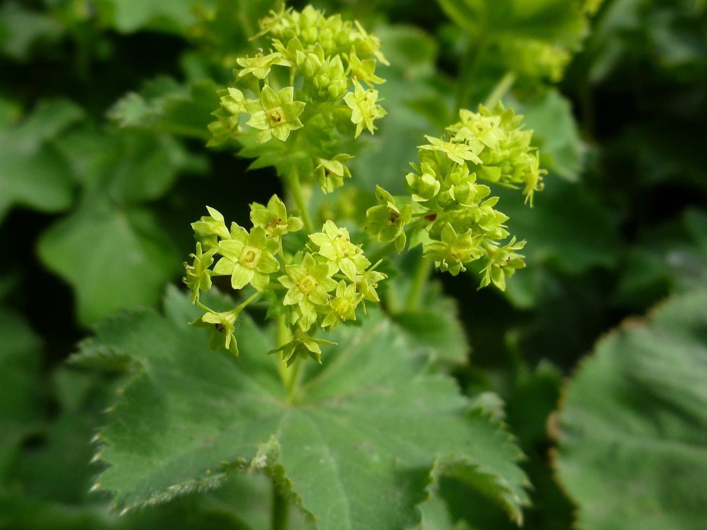 Plante médicinale et thérapeutique essentielle feuille et fleur d'Alchemille