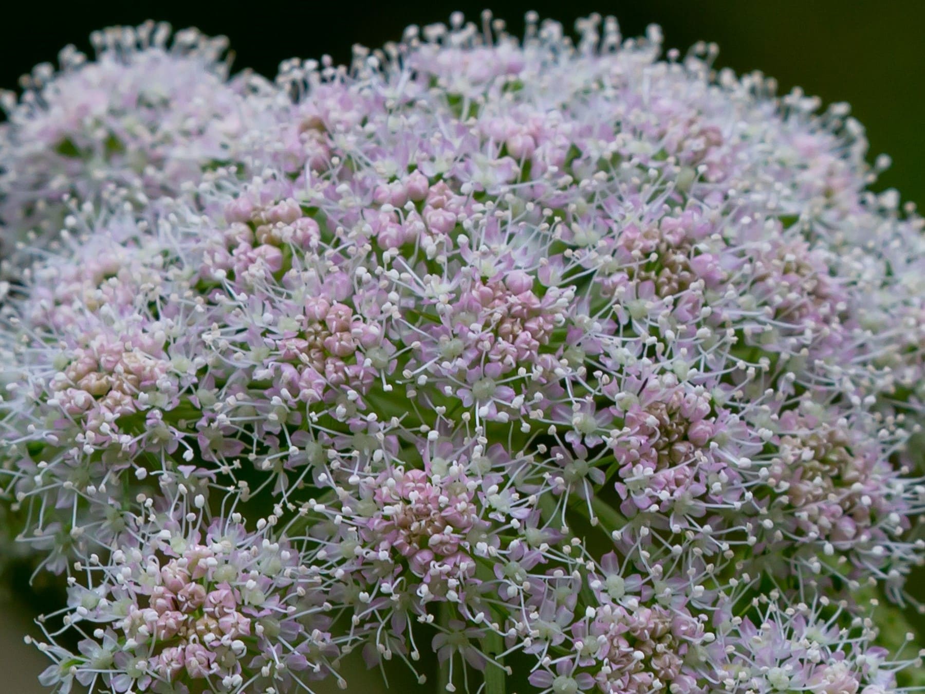 Plante médicinale et thérapeutique essentielle feuille et fleur d'Angélique