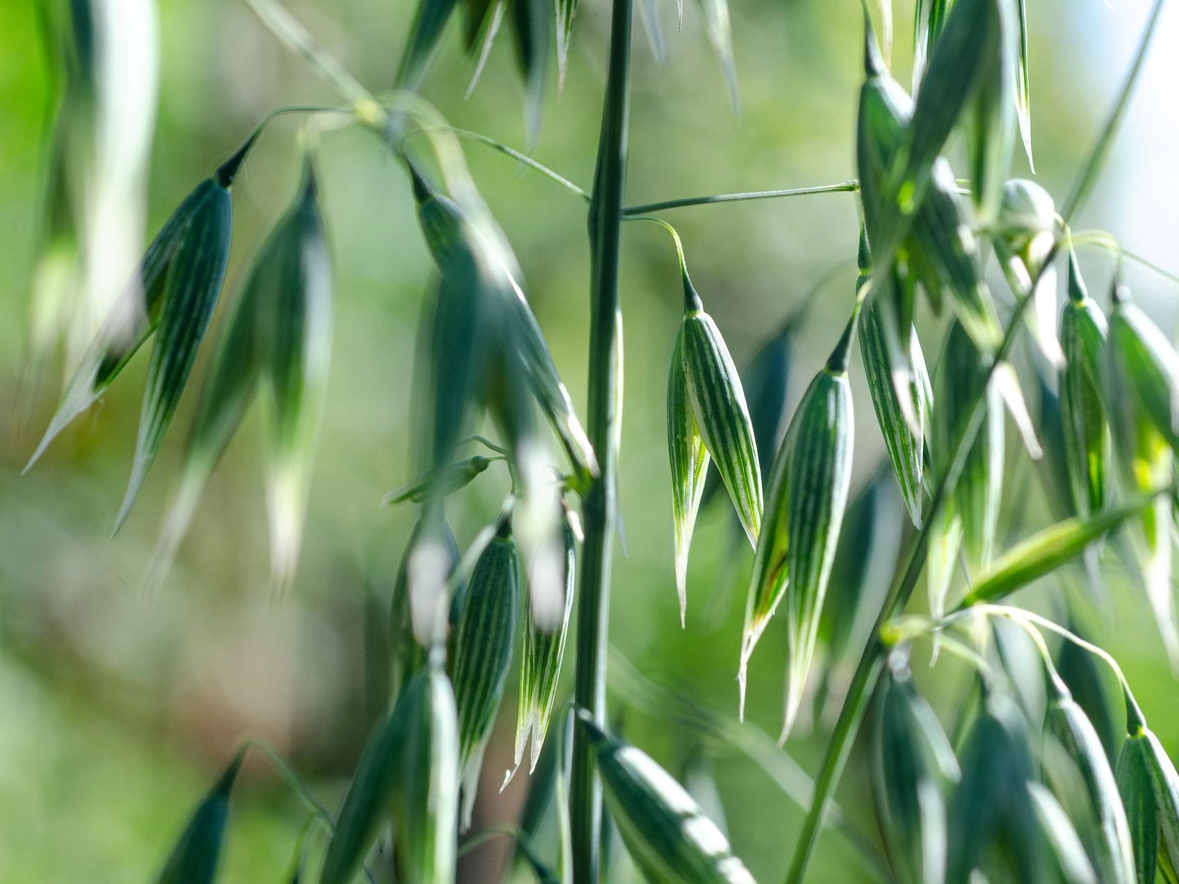 Plante médicinale et thérapeutique essentielle feuille et épi d'Avoine