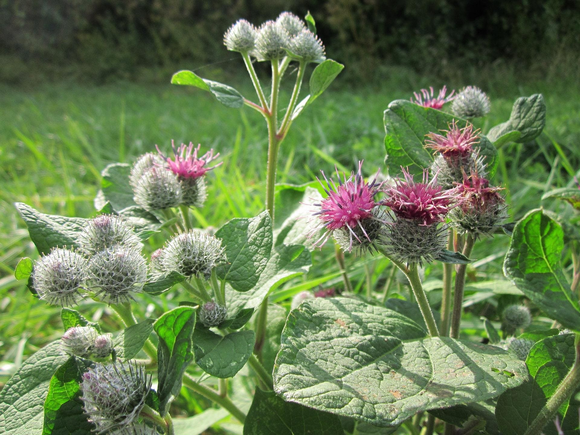 Plante médicinale et thérapeutique essentielle feuille et fleur de Bardane