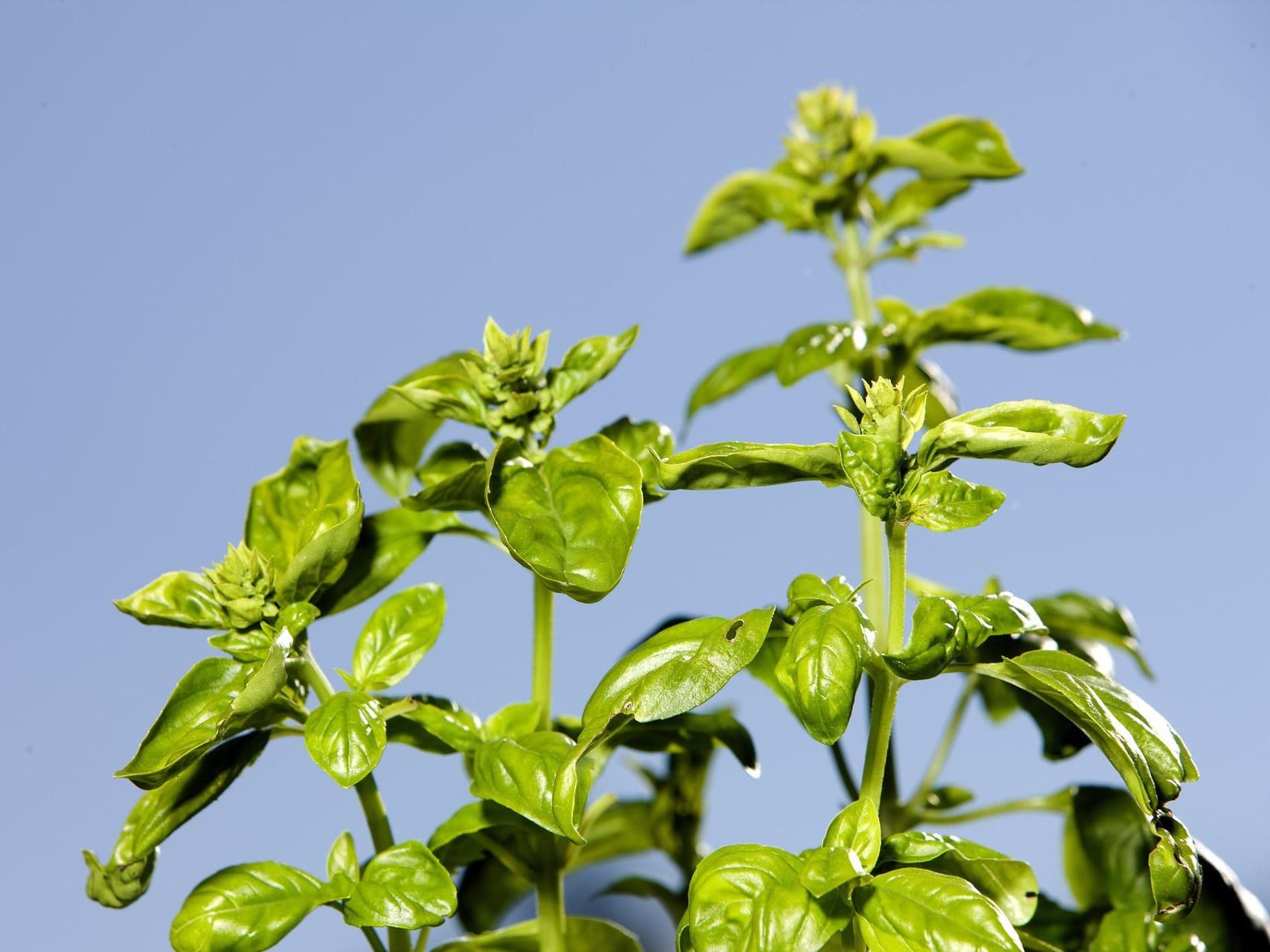 Plante médicinale et thérapeutique essentielle feuille de Basilic