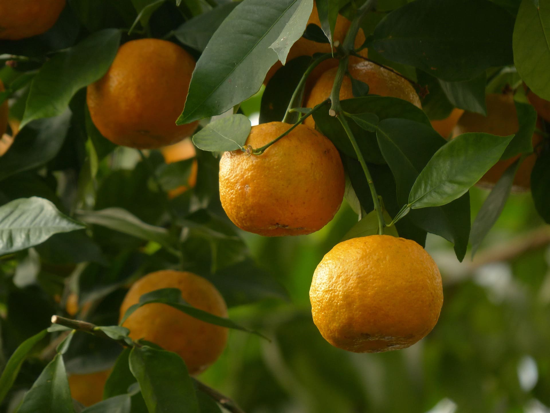 Plante médicinale et thérapeutique essentielle feuille et fruit de Bigaradier