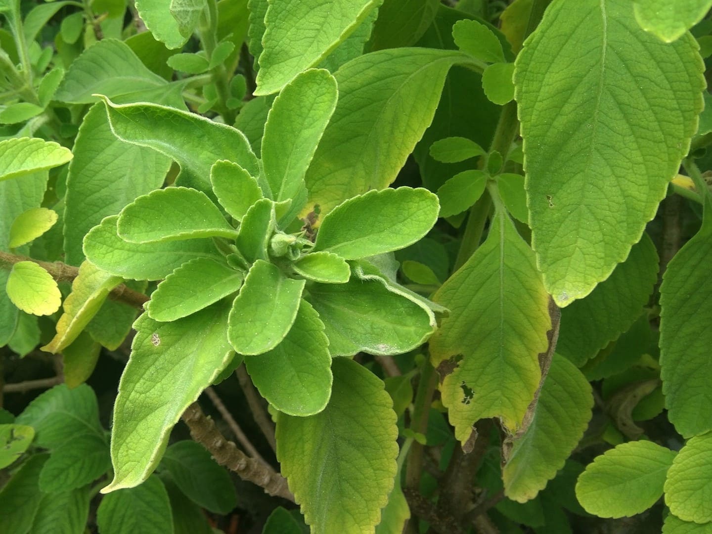 Plante médicinale et thérapeutique essentielle feuille de Boldo