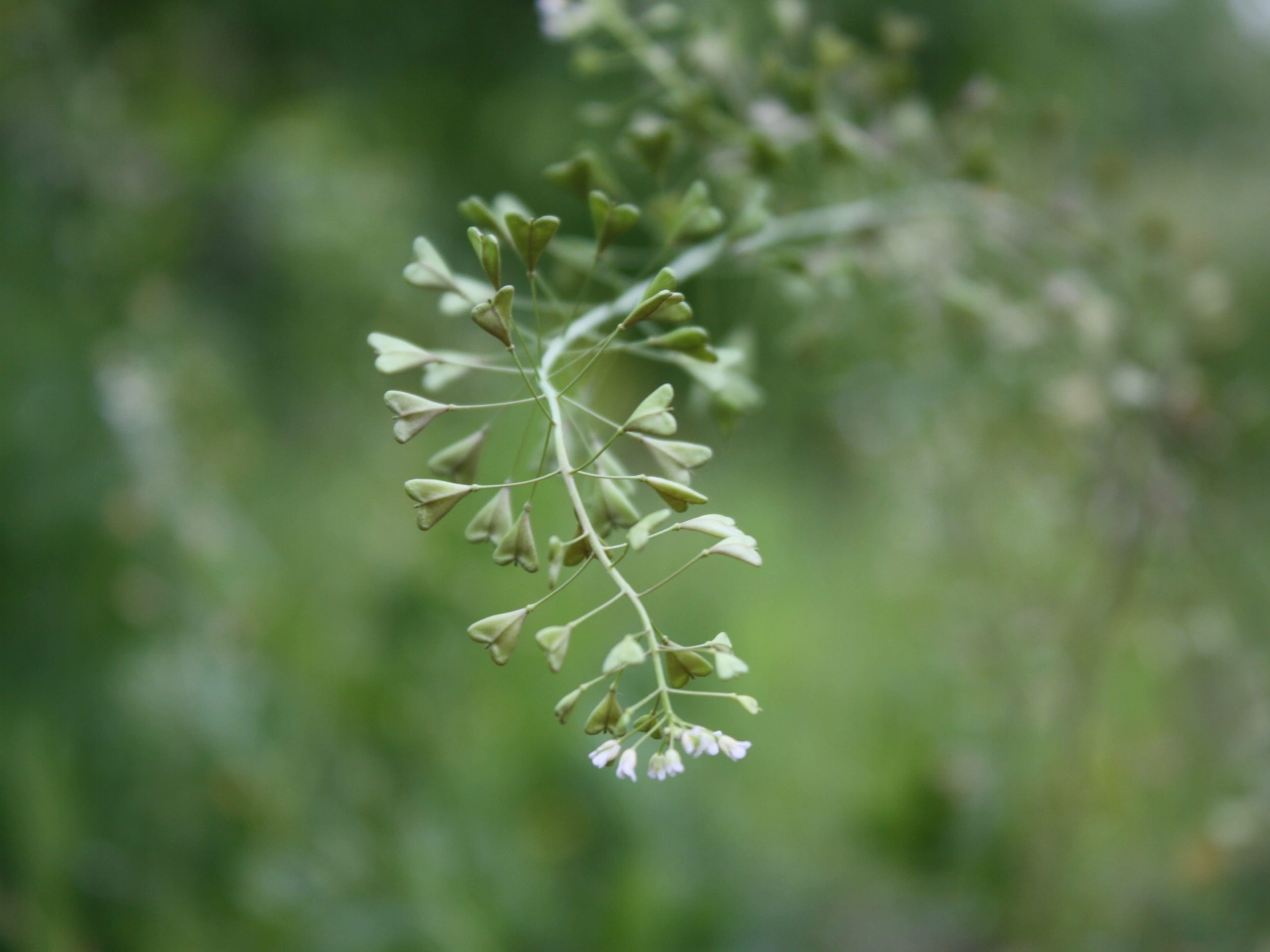 Plante médicinale et thérapeutique essentielle fleur de Bourse à pasteur