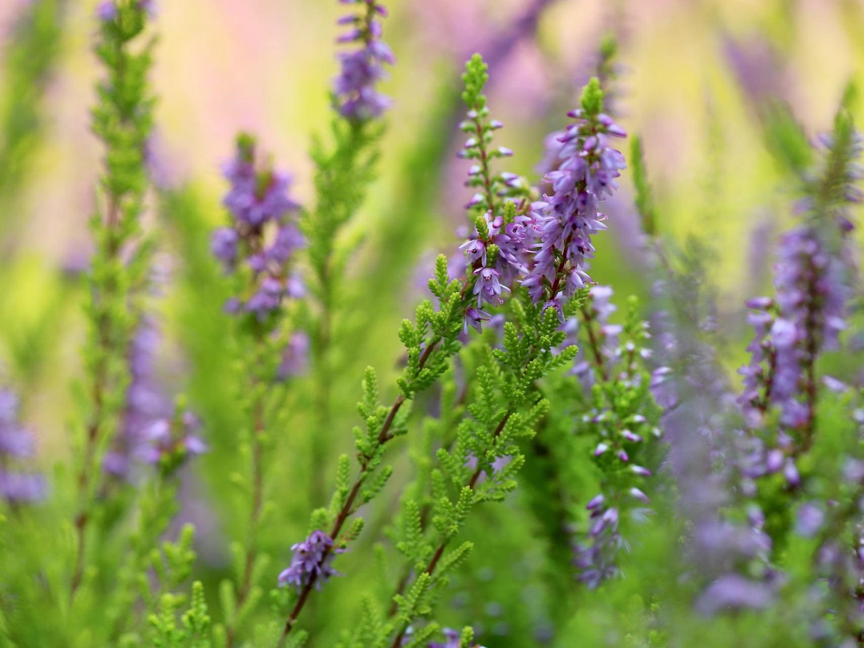 Plante médicinale et thérapeutique essentielle feuille et fleur de Bruyère