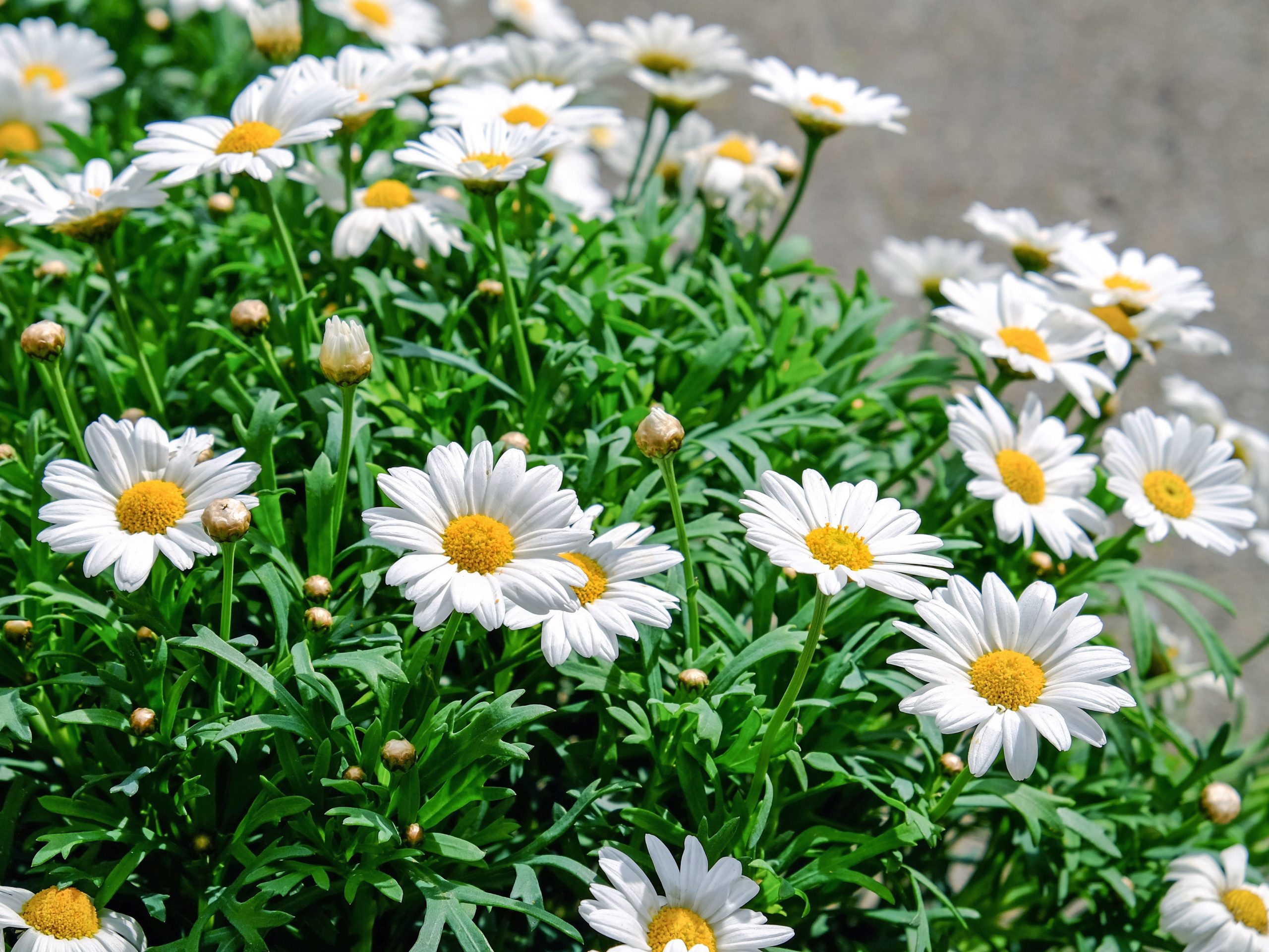 Plante médicinale et thérapeutique essentielle feuille et fleur de Camomille romaine