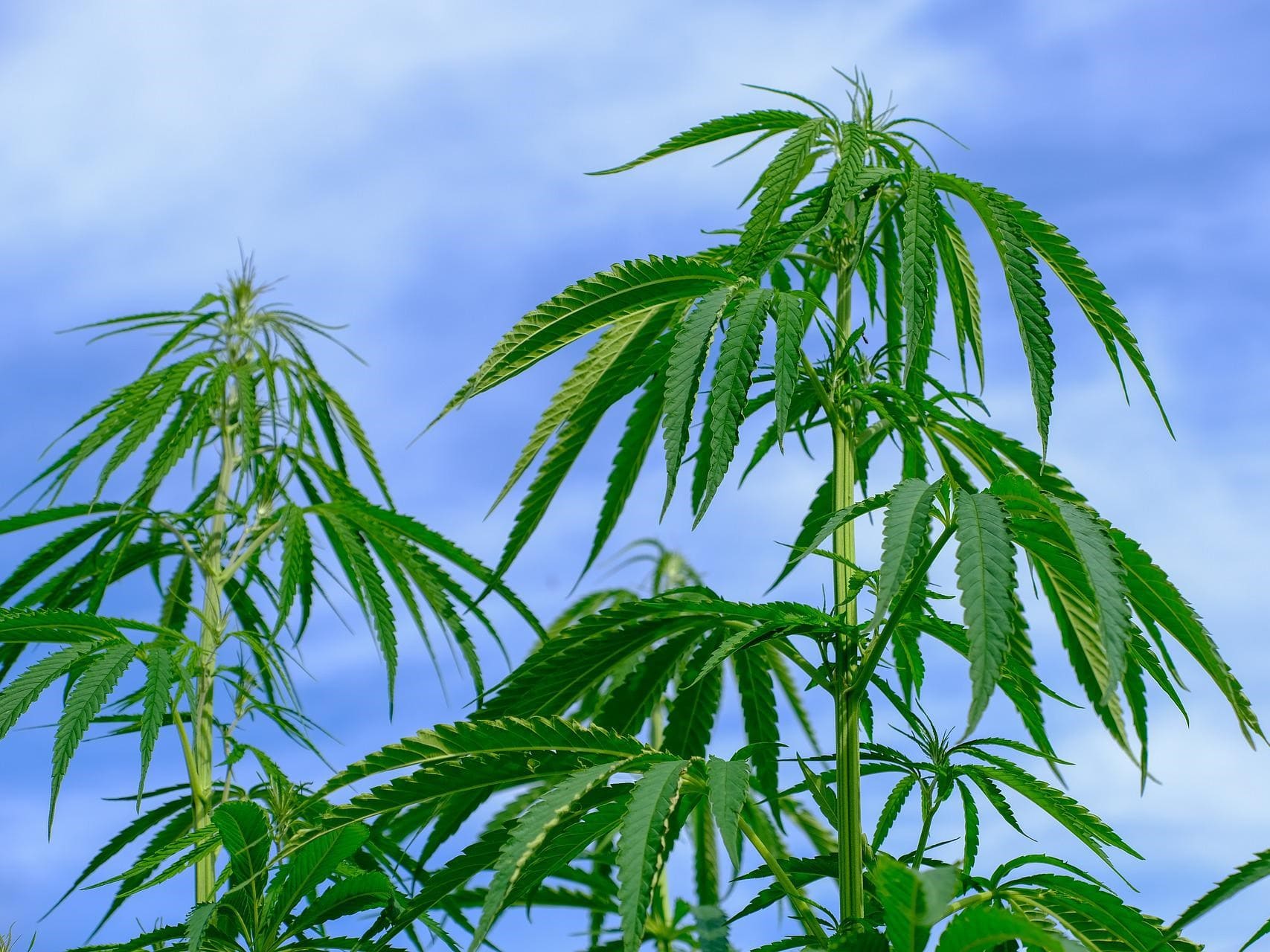 Plante médicinale et thérapeutique essentielle feuille de Cannabis
