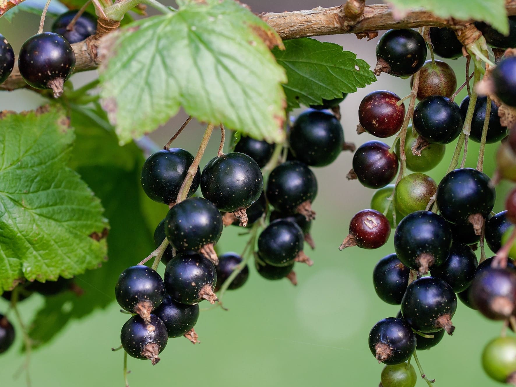 Plante médicinale et thérapeutique essentielle feuille et fruit du Cassis