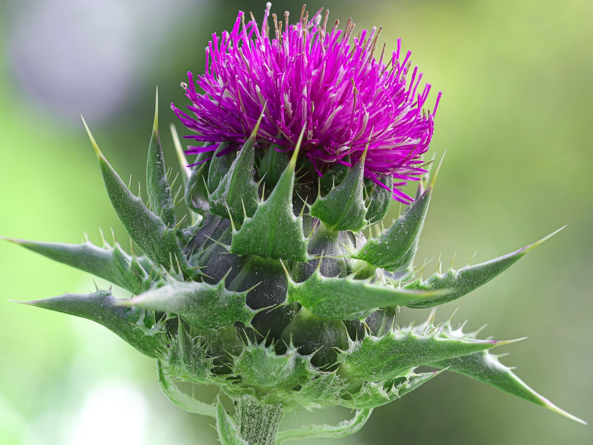 Plante médicinale et thérapeutique essentielle fleur de Chardon Marie