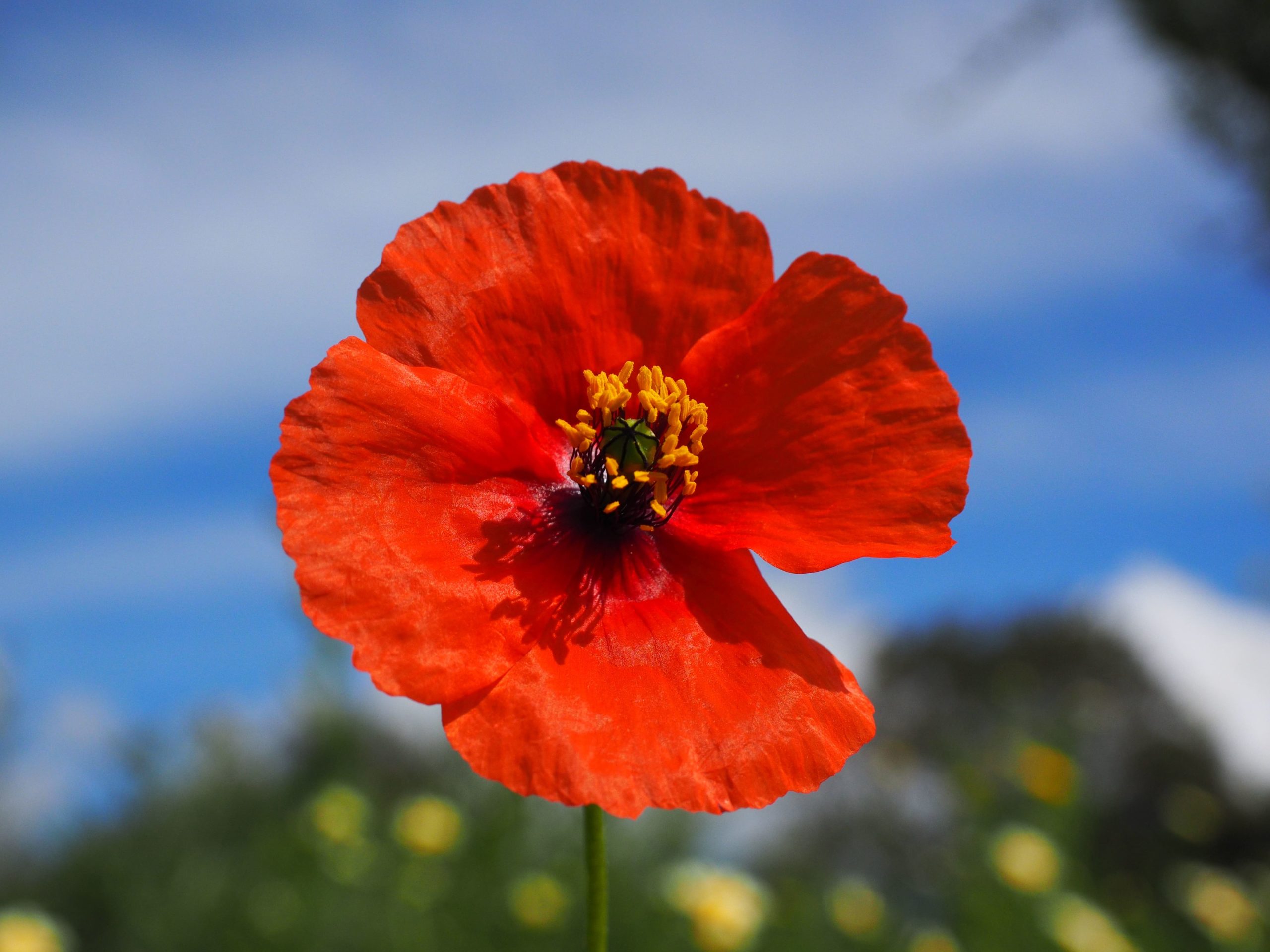 Plante médicinale et thérapeutique essentielle fleur de Coquelicot