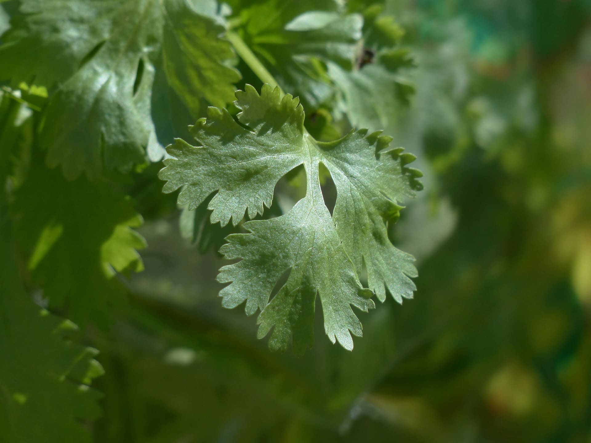 Plante médicinale et thérapeutique essentielle feuille de Coriandre