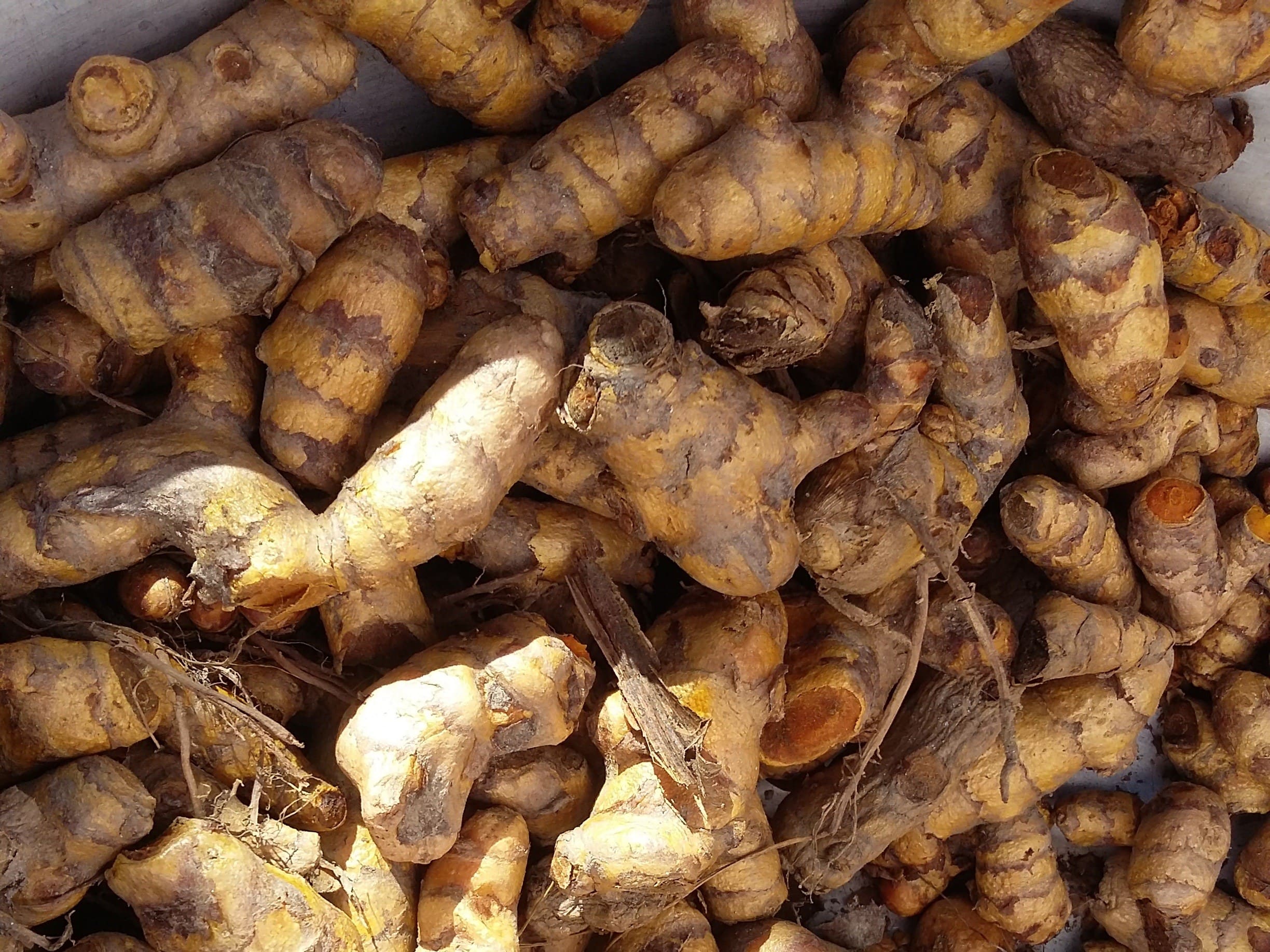 Plante médicinale et thérapeutique essentielle risome de Curcuma