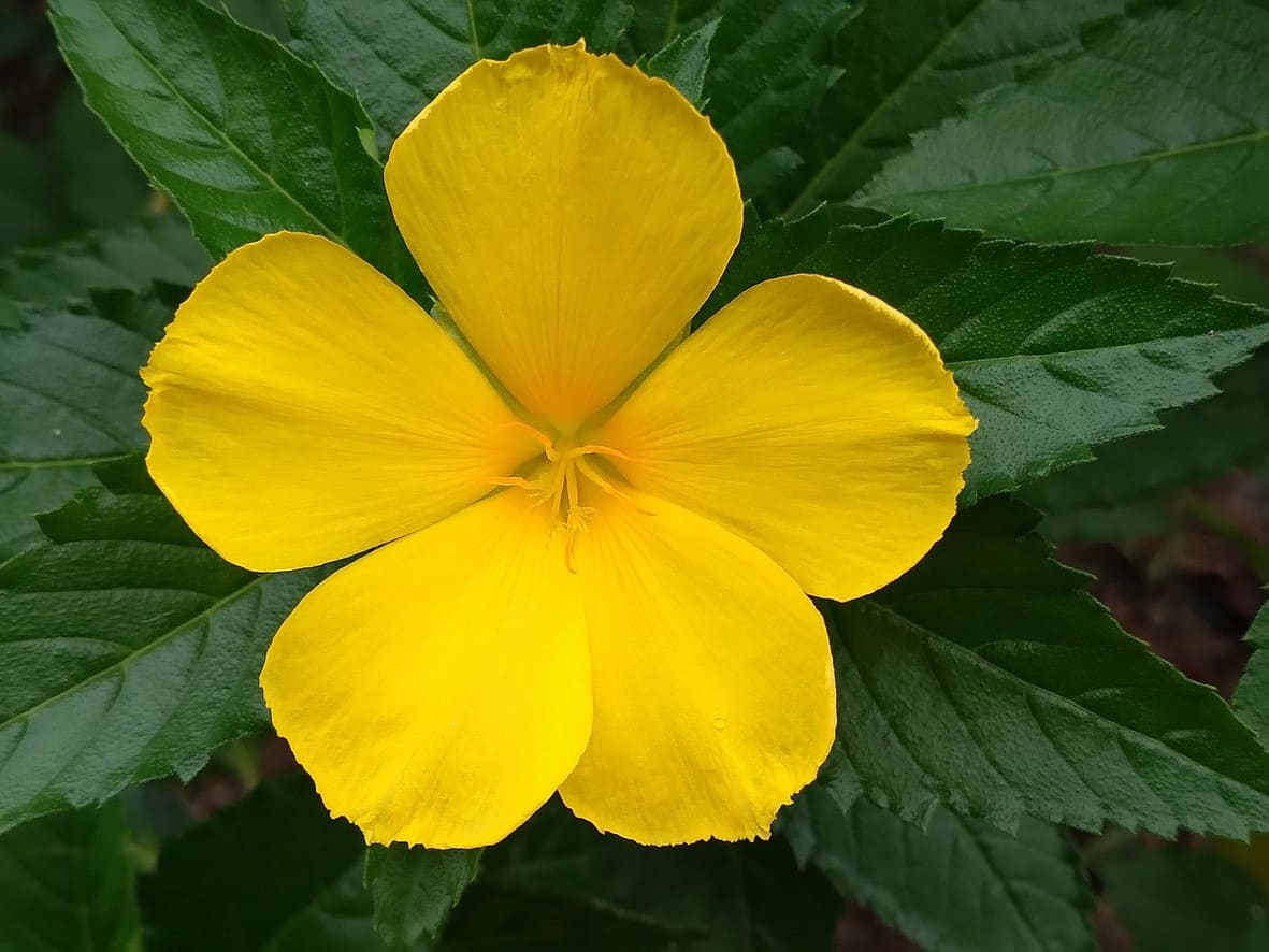 Plante médicinale et thérapeutique essentielle feuille et fleur de Damiana