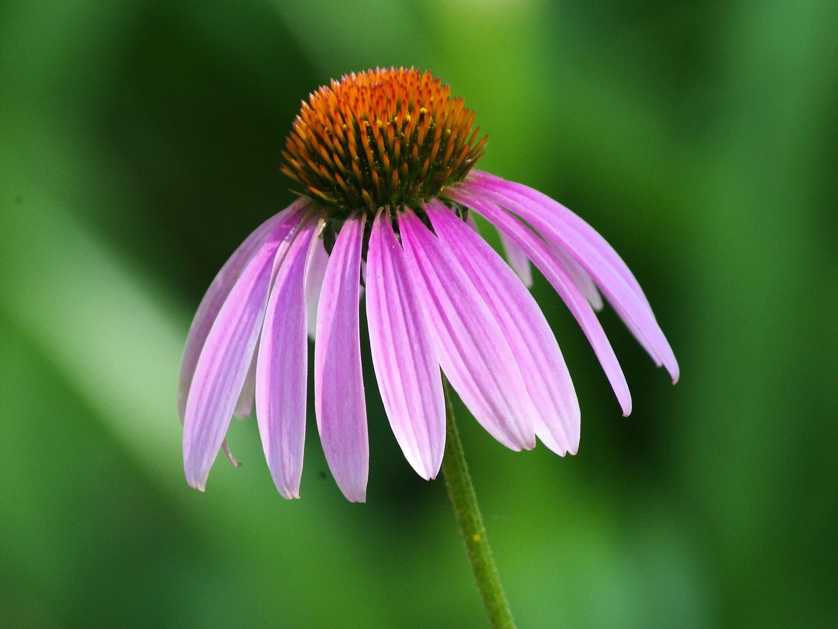 Plante médicinale et thérapeutique essentielle fleur d'Échinacée