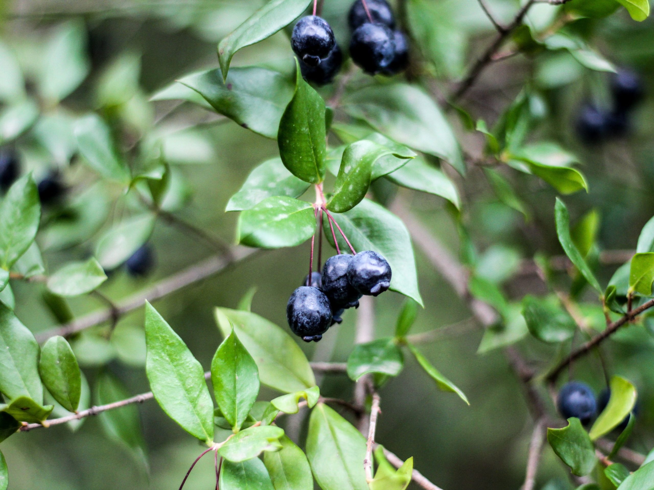 Plante médicinale et thérapeutique essentielle feuille et fruit d'Éleuthérocoque