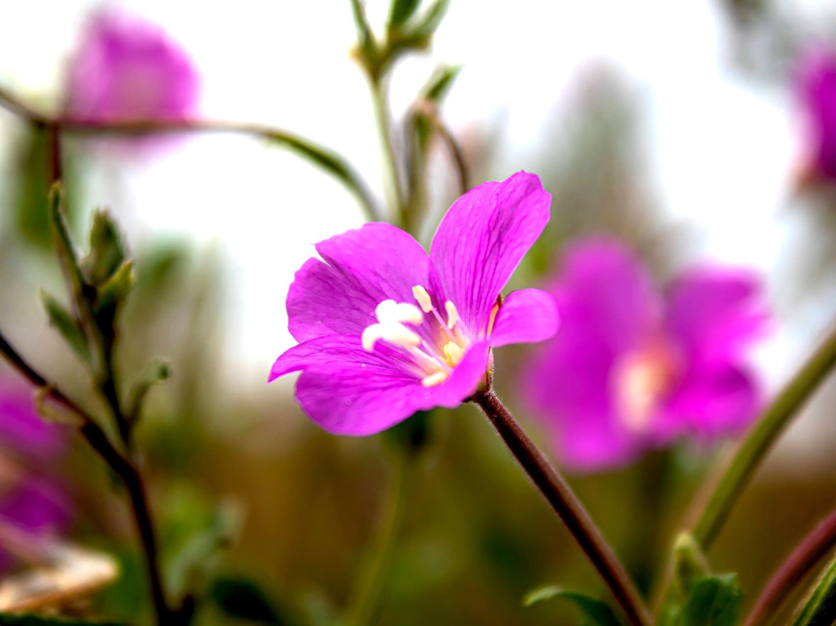 Plante médicinale et thérapeutique essentielle fleur d'Épilobe