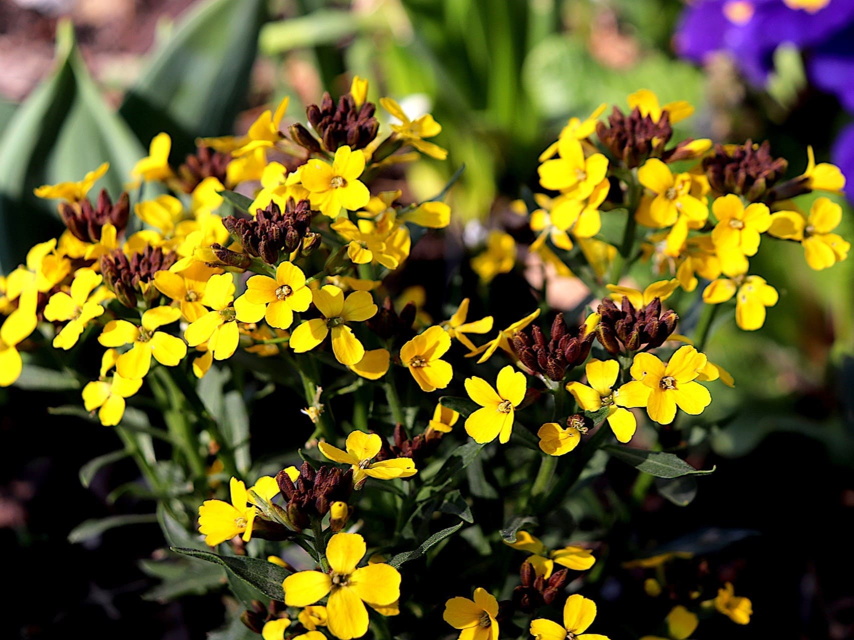 Plante médicinale et thérapeutique essentielle feuille et fleur d'Erysimum