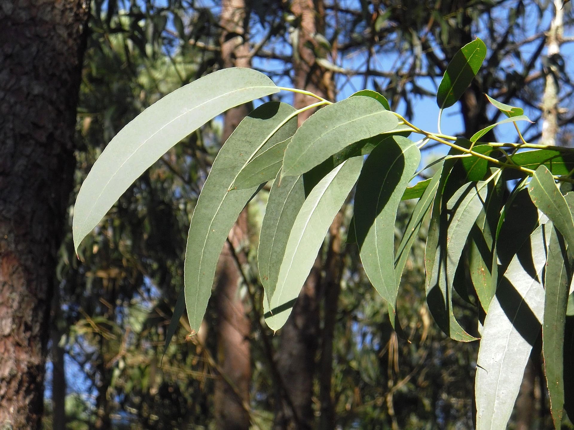 Plante médicinale et thérapeutique essentielle feuille d'Eucalyptus globuleux