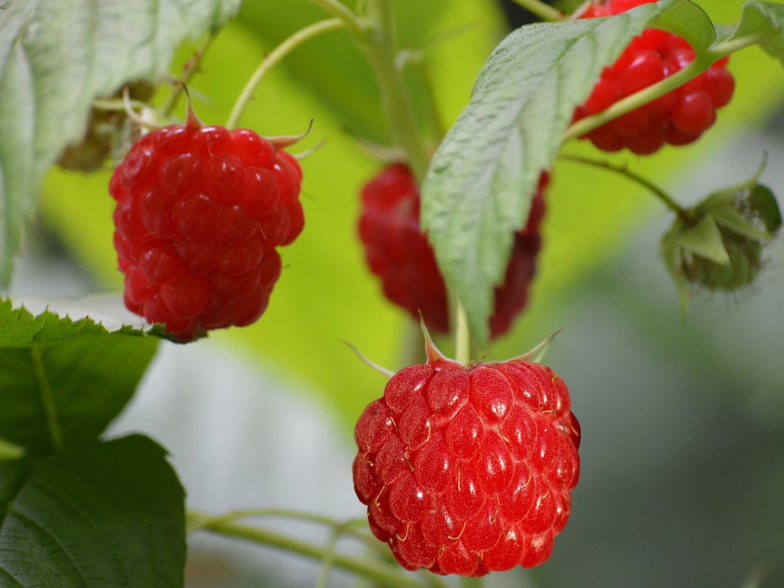 Plante médicinale et thérapeutique essentielle feuille et fruit du Framboisier