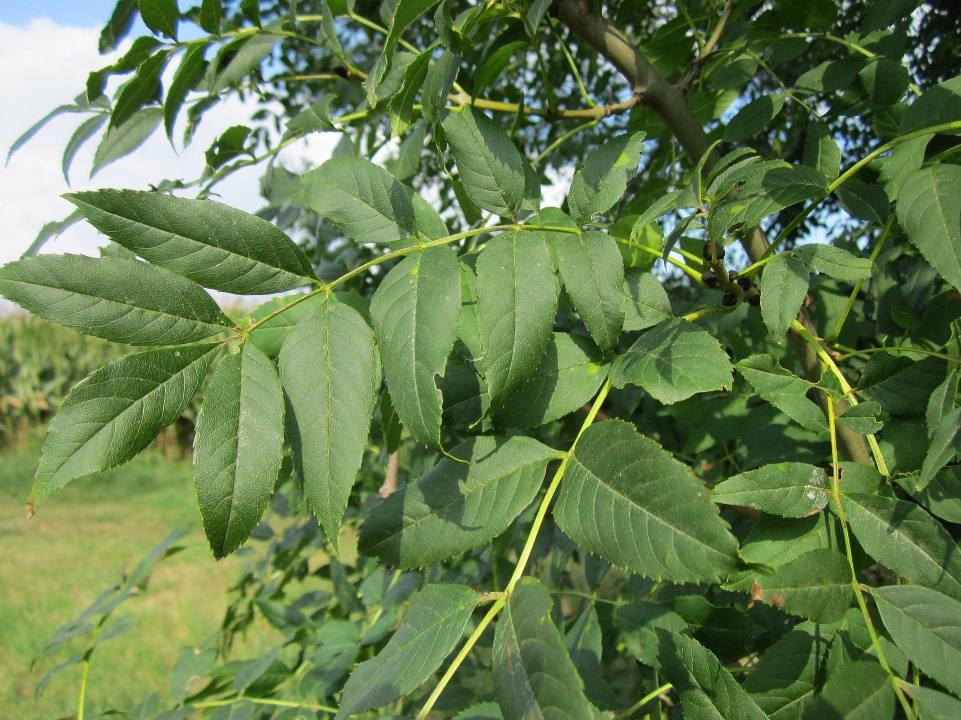 Plante médicinale et thérapeutique essentielle feuille de Frêne