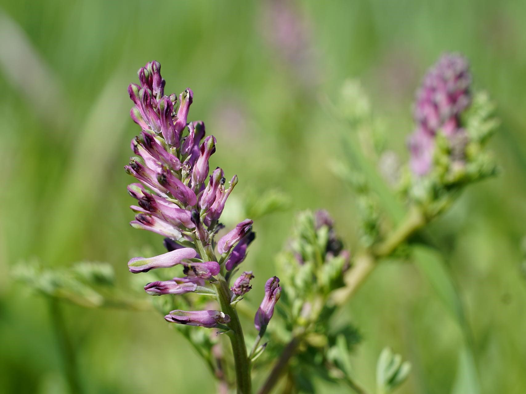 Plante médicinale et thérapeutique essentielle fleur de Fumeterre