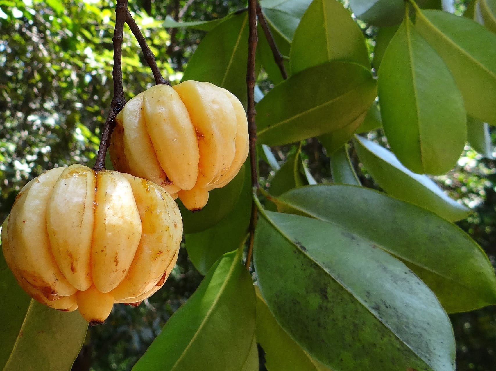 Plante médicinale et thérapeutique essentielle feuille et fruit de Garcinia