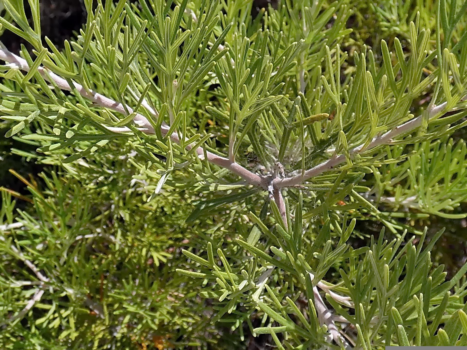 Plante médicinale et thérapeutique essentielle feuille de Génépi