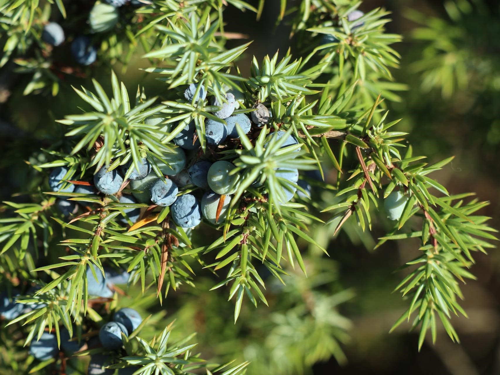 Plante médicinale et thérapeutique essentielle feuille et fruit du Genévrier