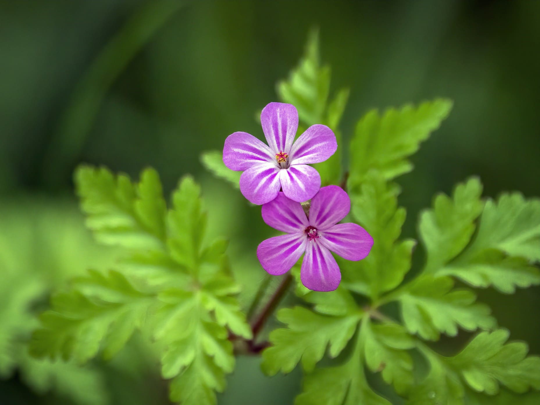 Plante médicinale et thérapeutique essentielle feuille et fleur de Géranium robert