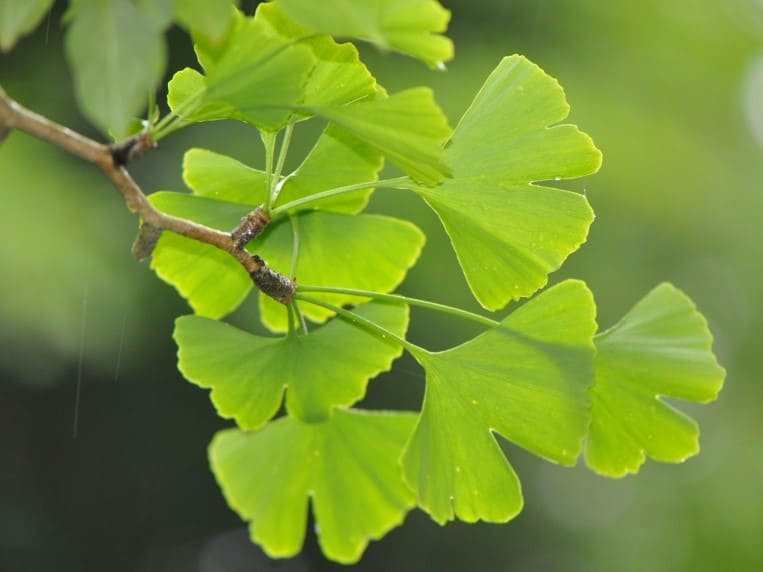 Plante médicinale et thérapeutique essentielle feuille de Ginkgo Biloba