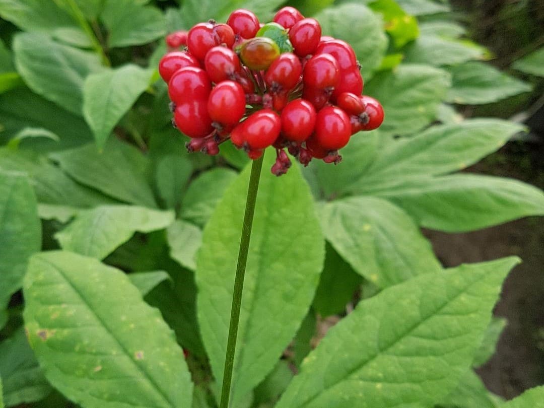 Plante médicinale et thérapeutique essentielle feuille et fruit du Ginseng