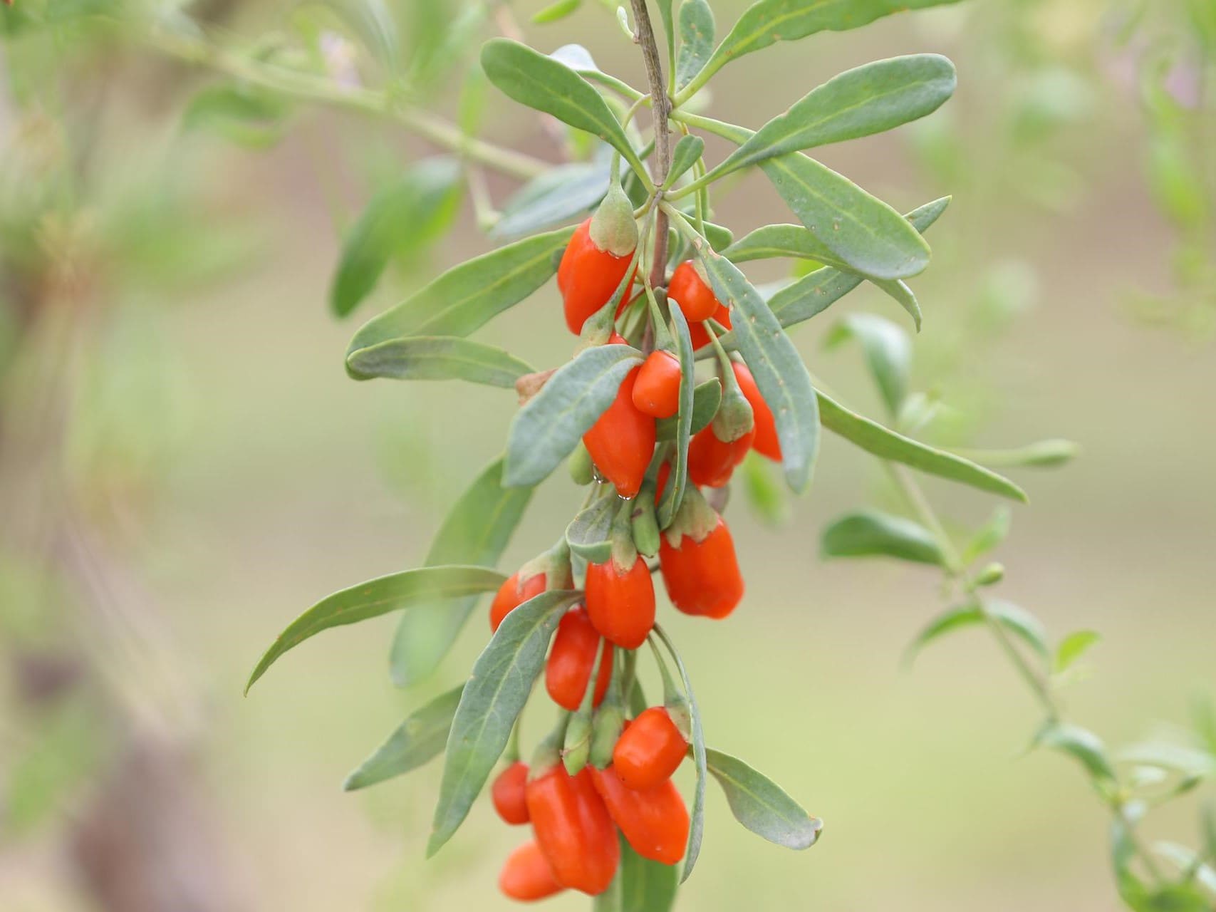 Plante médicinale et thérapeutique essentielle feuille et baie de Goji