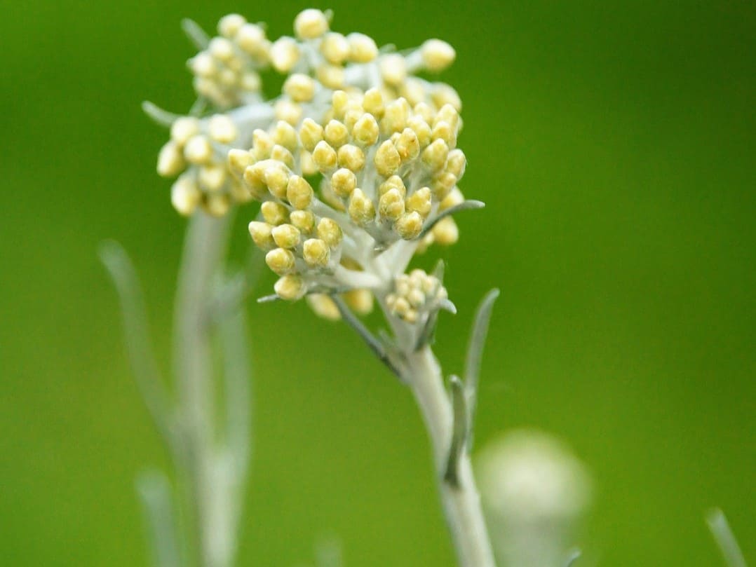 Plante médicinale et thérapeutique essentielle fleur d'Hélichryse