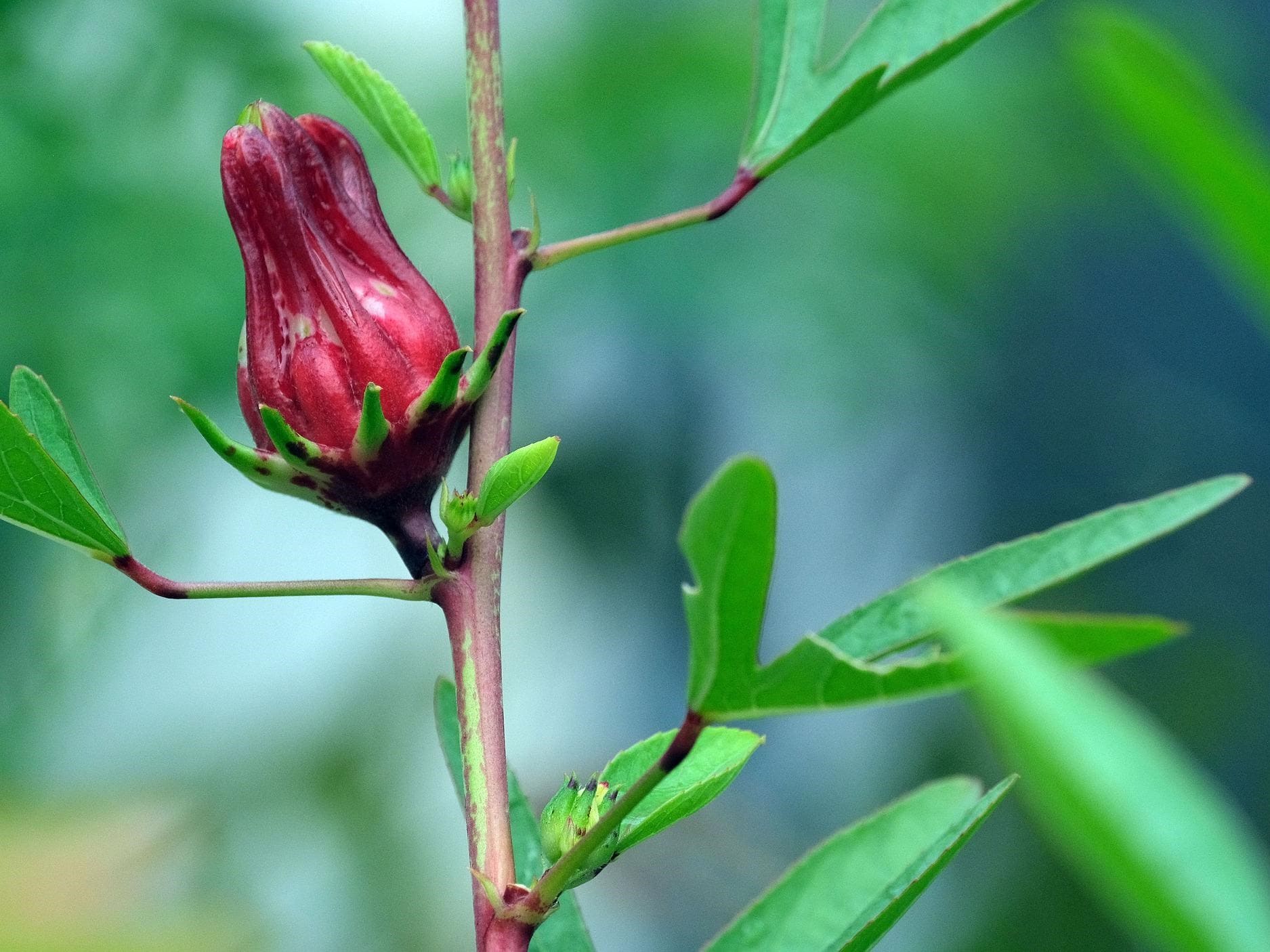 Plante médicinale et thérapeutique essentielle feuille et fleur d'Hibiscus