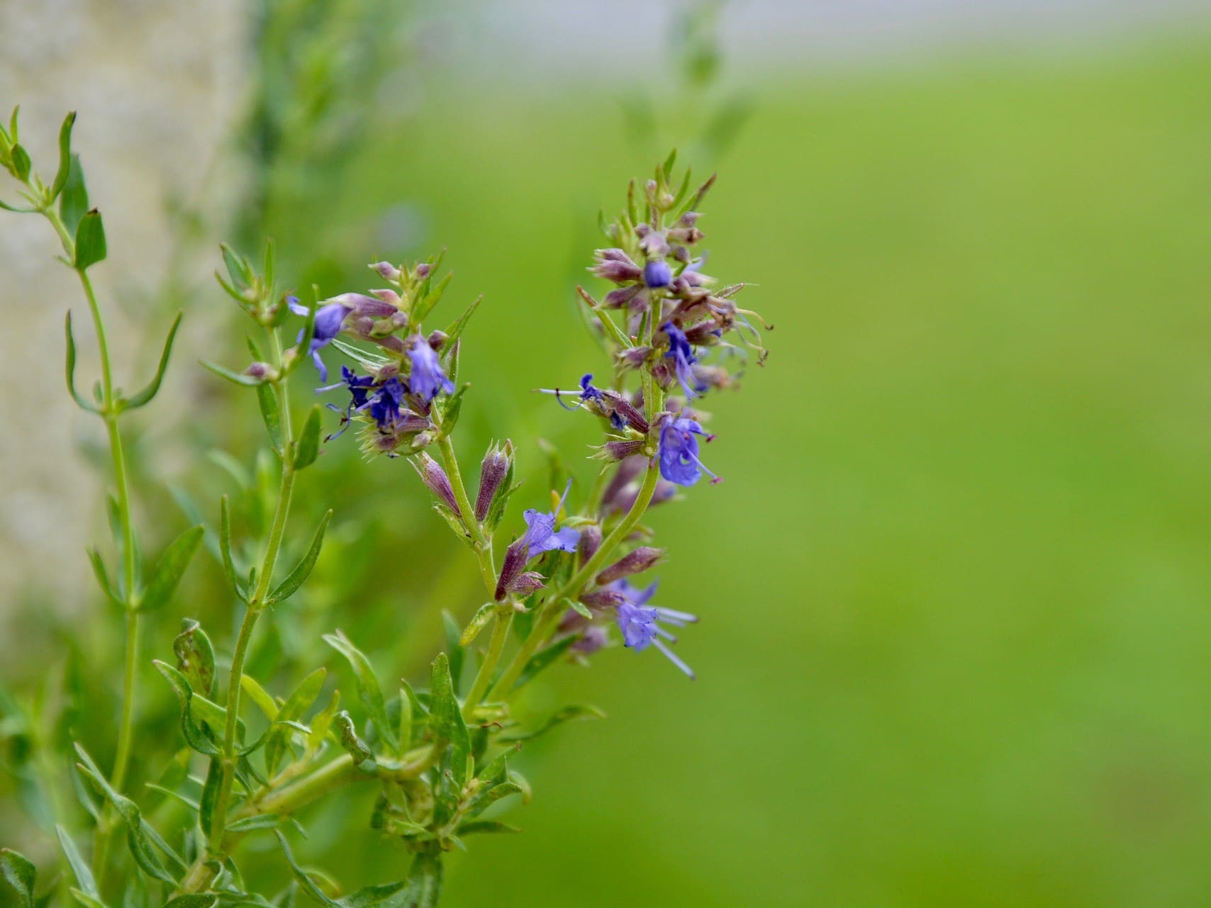 Plante médicinale et thérapeutique essentielle feuille et fleur d'Hysope