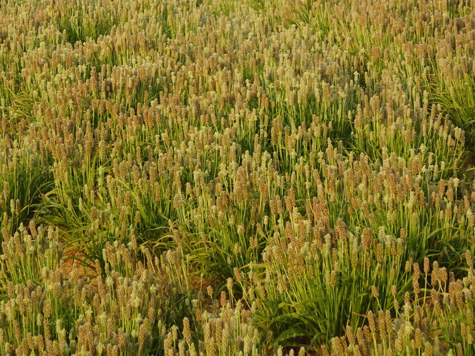 Plante médicinale et thérapeutique essentielle feuille et fleur d'Ispaghul