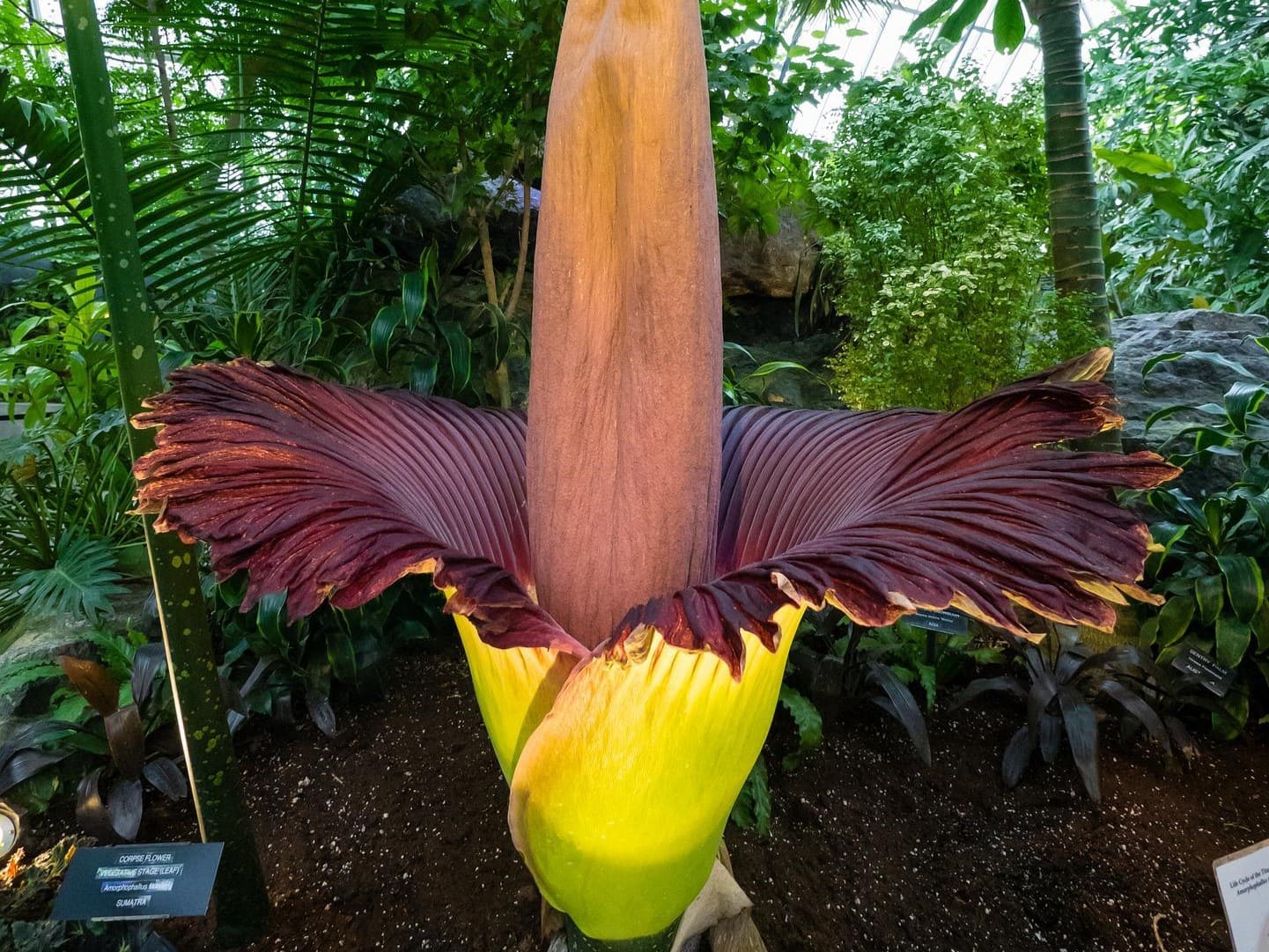 Plante médicinale et thérapeutique essentielle fleur de Konjac