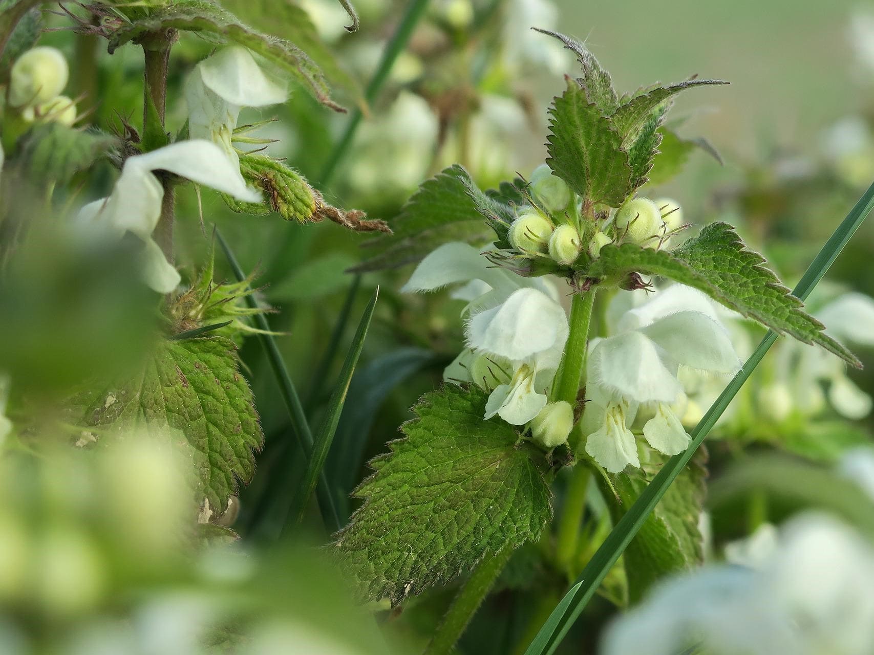 Plante médicinale et thérapeutique essentielle feuille et fleur de Lamier blanc