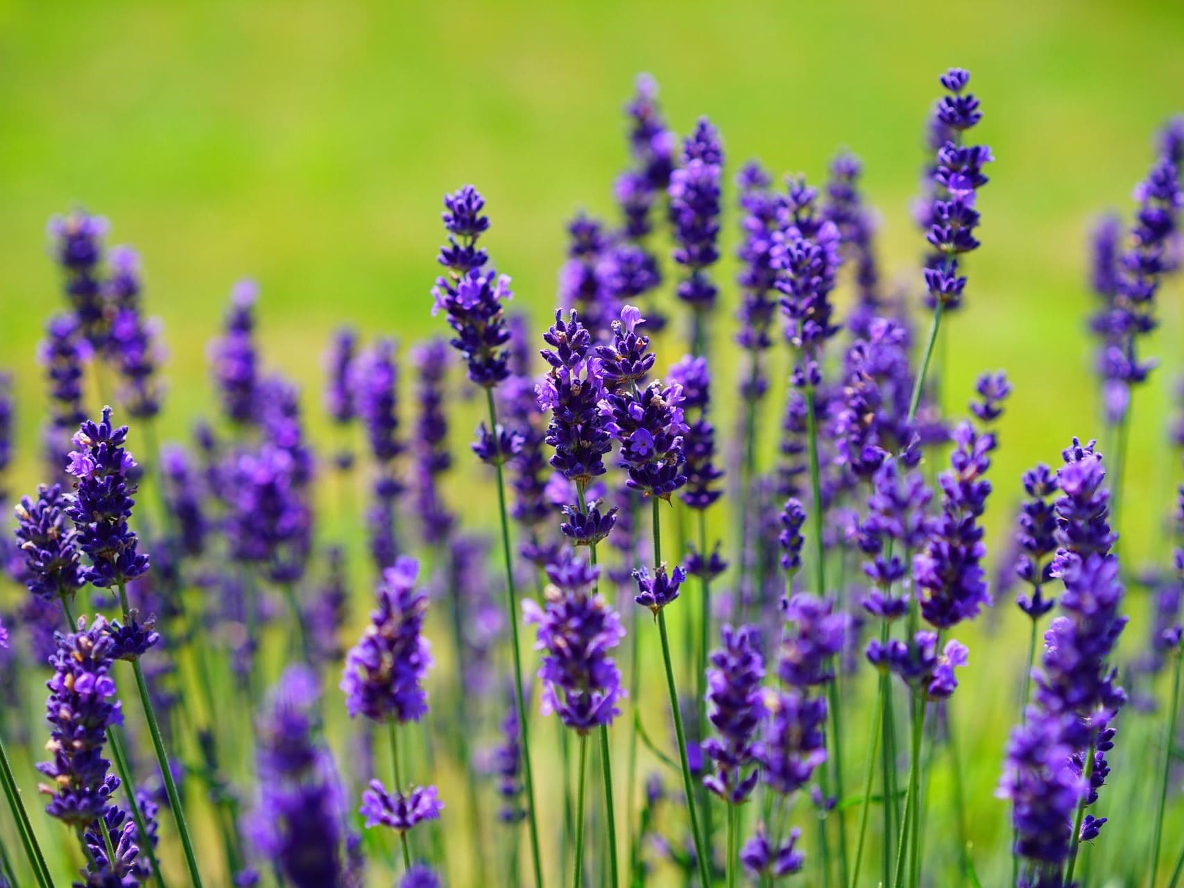 Plante médicinale et thérapeutique essentielle feuille et fleur de Lavande