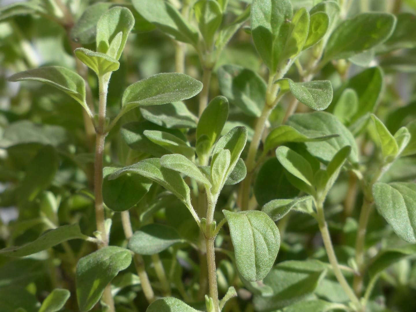 Plante médicinale et thérapeutique essentielle feuille de Marjolaine