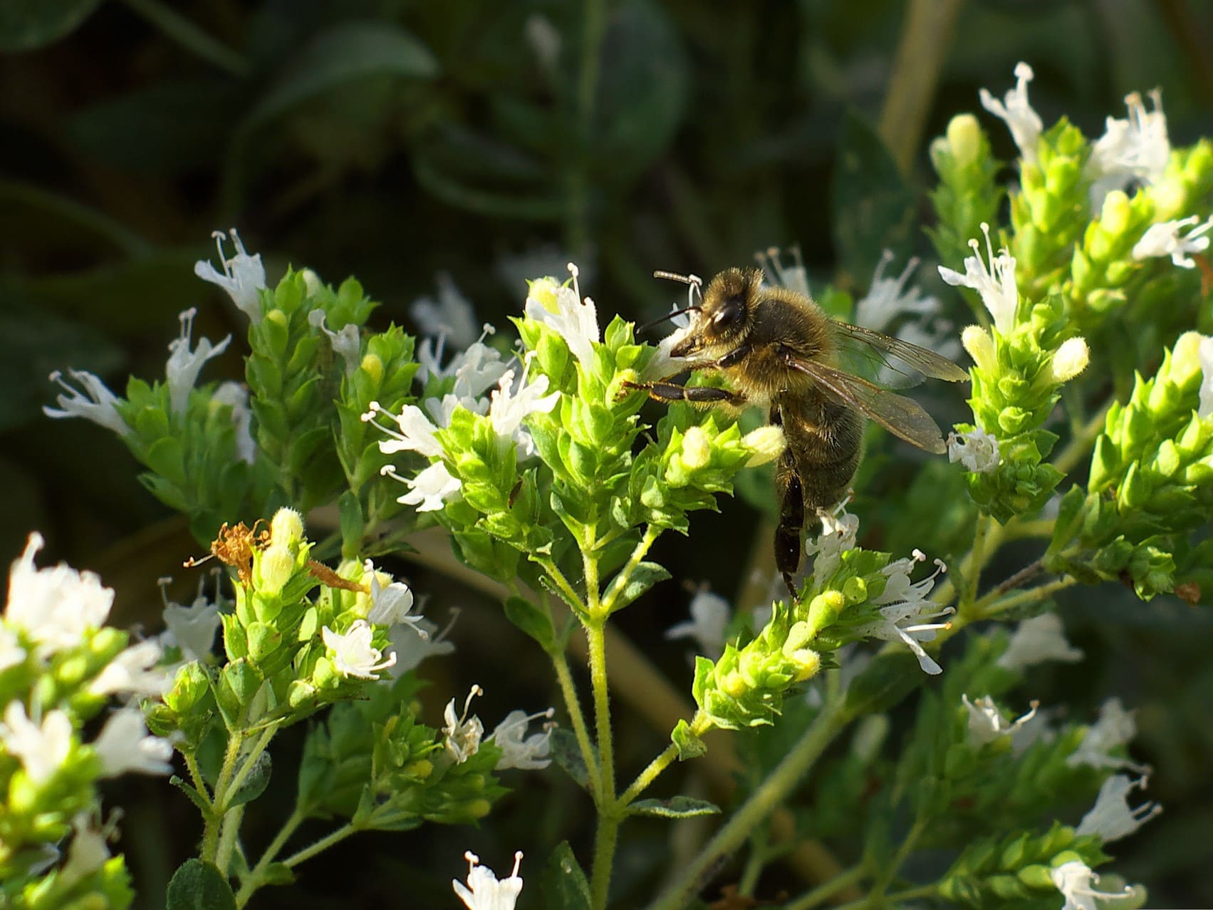 Plante médicinale et thérapeutique essentielle fleur de Marjolaine avec une abeille