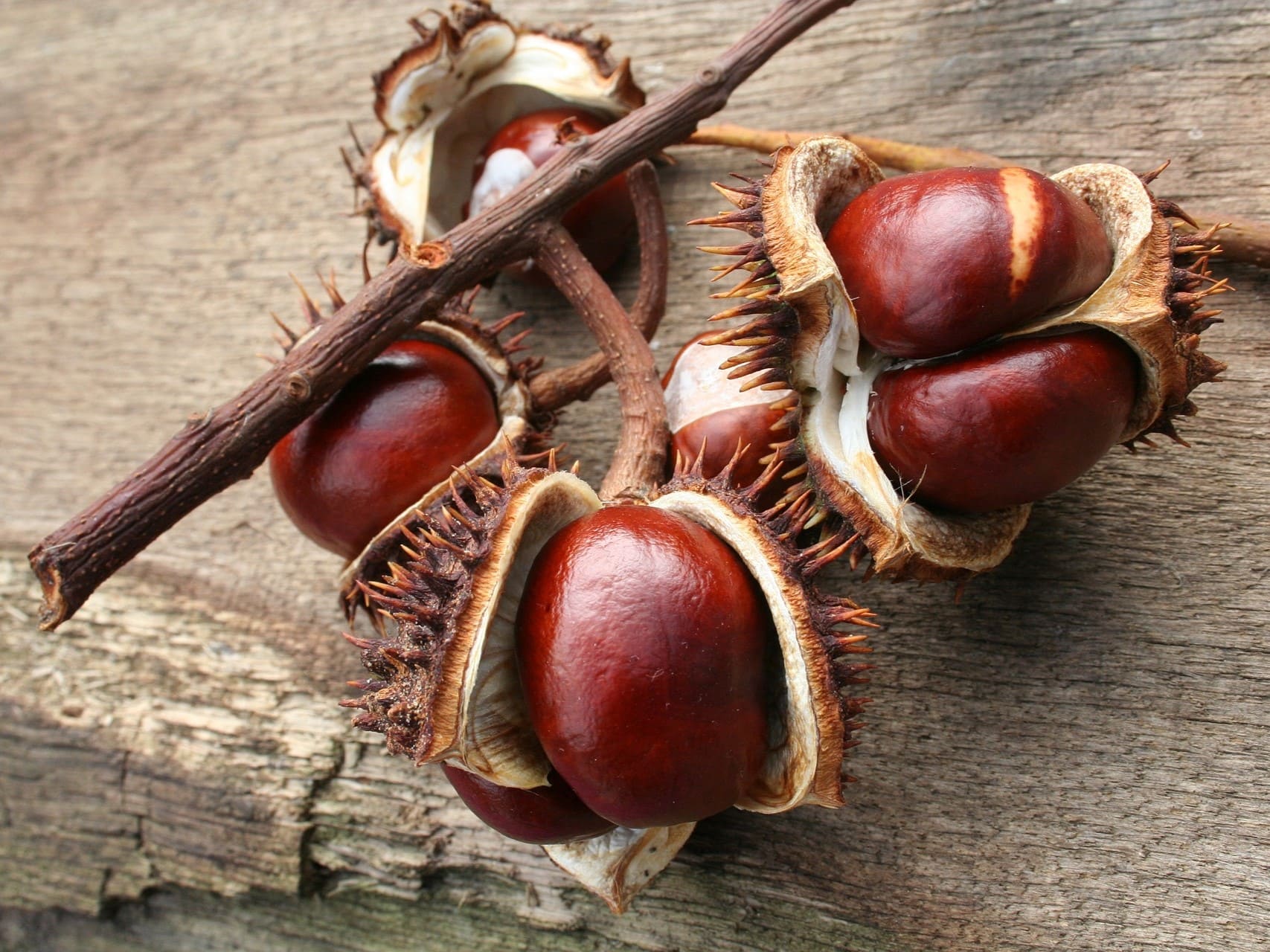 Plante médicinale et thérapeutique essentielle fruit du Marronnier d'Inde