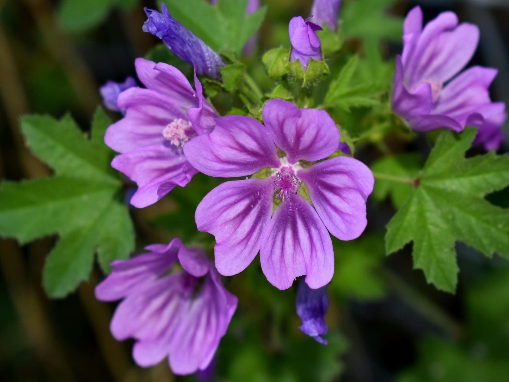 Plante médicinale et thérapeutique essentielle feuille et fleur de la Mauve