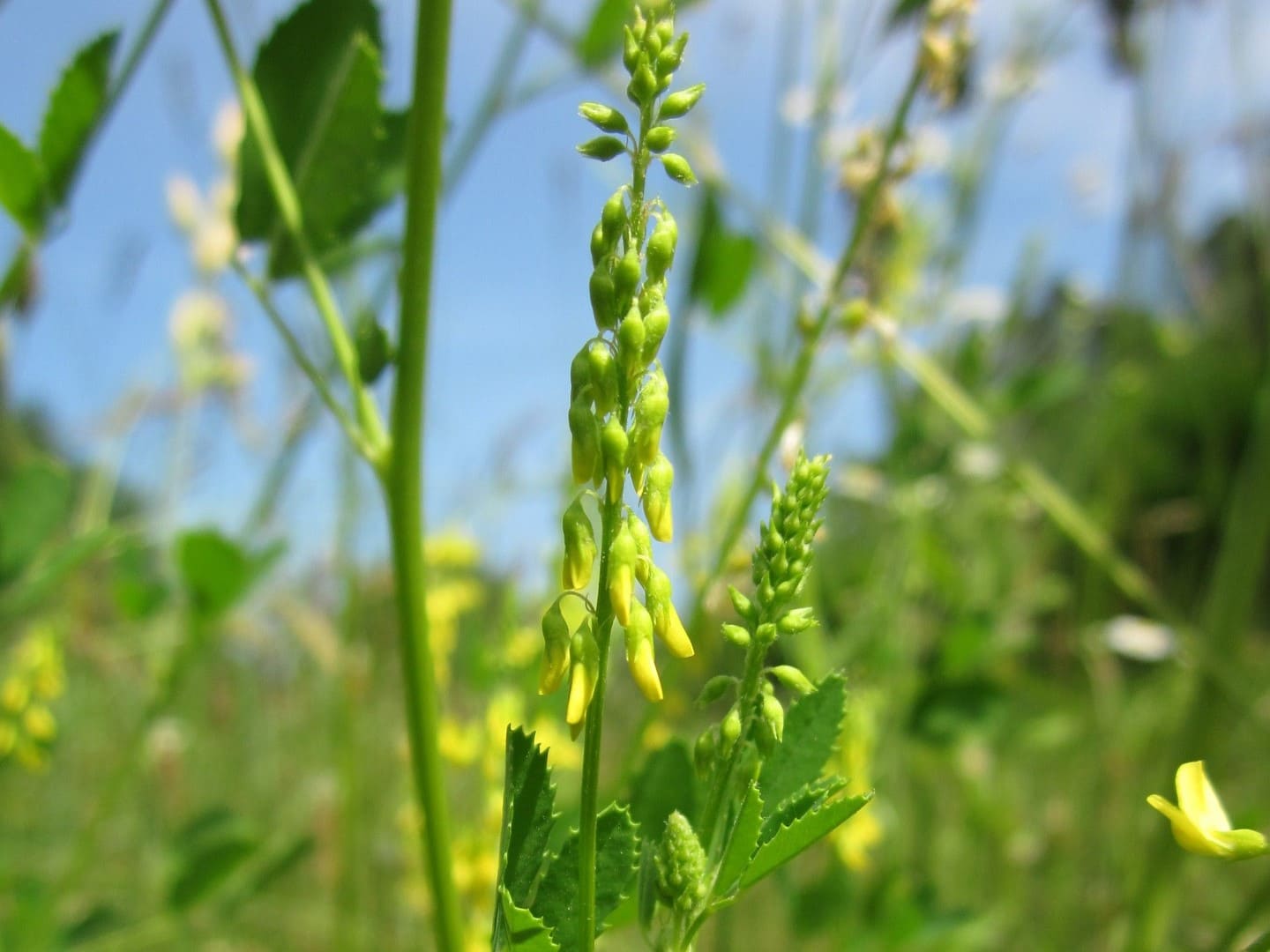 Plante médicinale et thérapeutique essentielle feuille et fleur du Mélilot