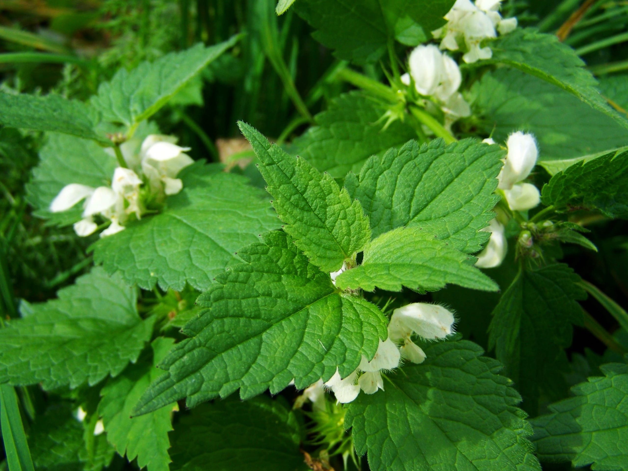 Plante médicinale et thérapeutique essentielle feuille et fleur de Mélisse