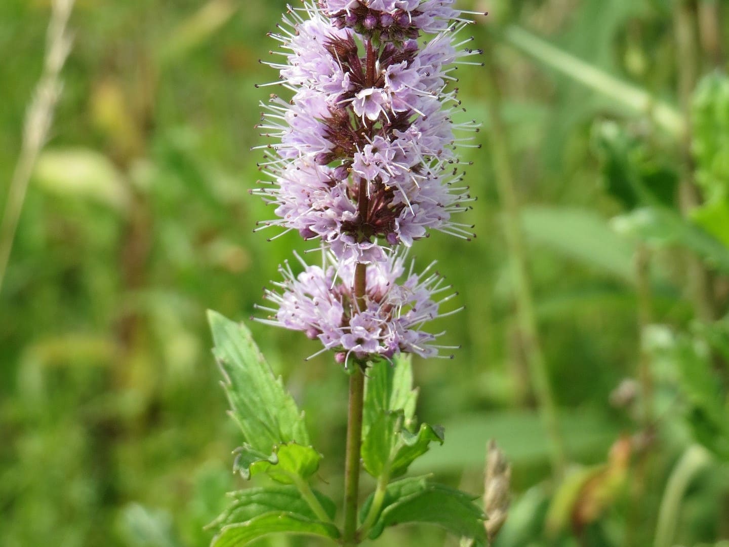 Plante médicinale et thérapeutique essentielle feuille et fleur de Menthe douce