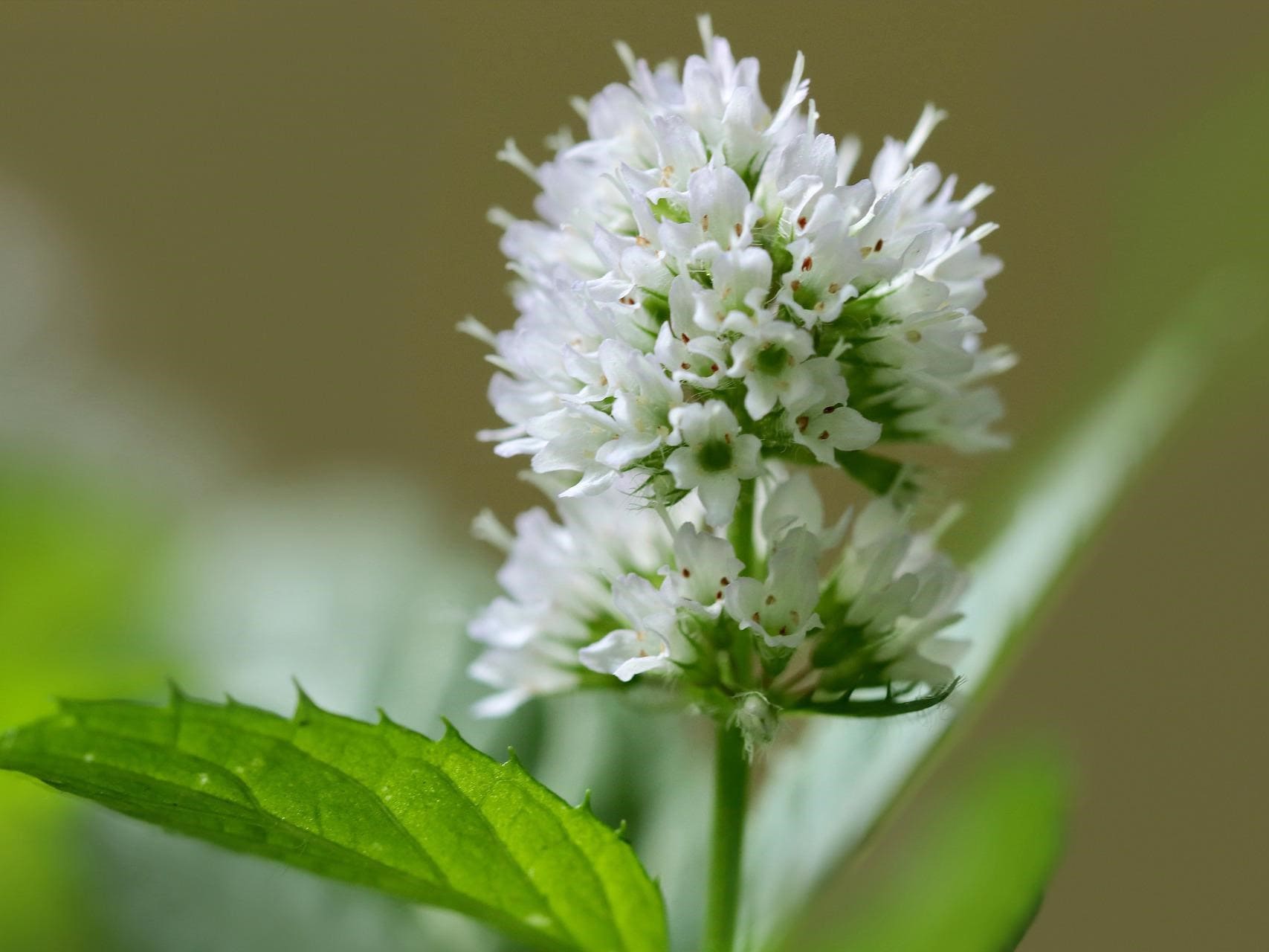 Plante médicinale et thérapeutique essentielle feuille et fleur de Menthe poivrée