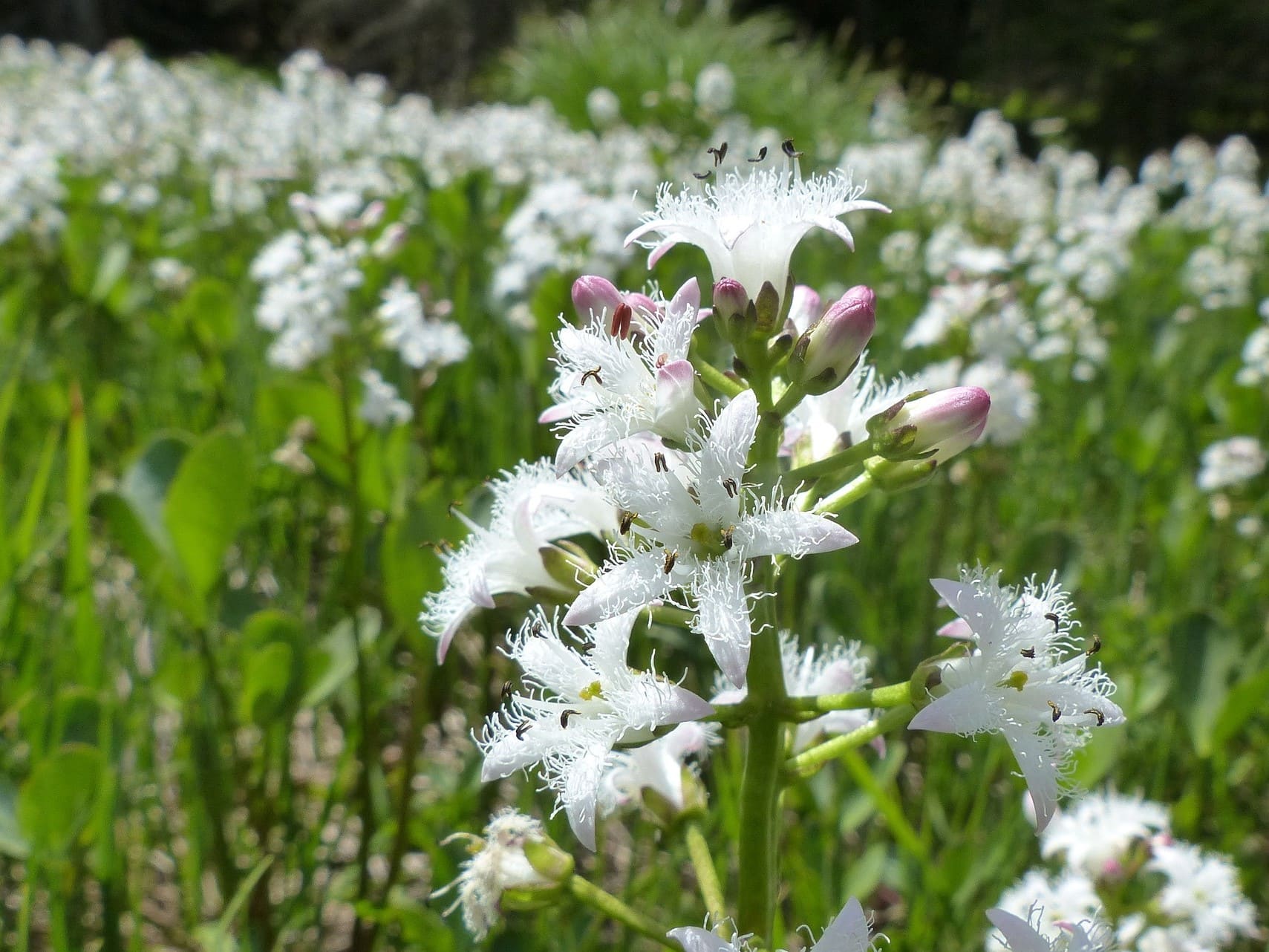 Plante médicinale et thérapeutique essentielle feuille et fleur de Menyanthe